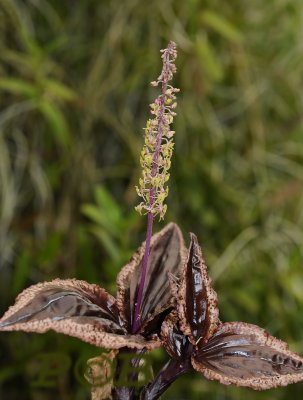 Malaxis calophylla, foliage ( terrestrial orchid )