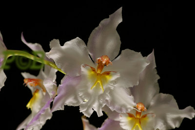 Odontoglossum crispum, white, pink petals, close