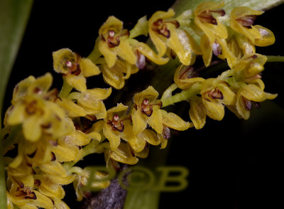 Pleurothallis floribunda, flowers 0.8 cm