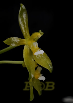 Phalaenopsis cornu-servi f. alba