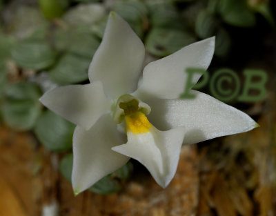 Constantia cipoensis, flower 1 cm across