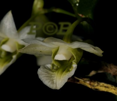 Dendrobium oligophyllum, Ueang Khao Tok Prachin,  flower 2 cm