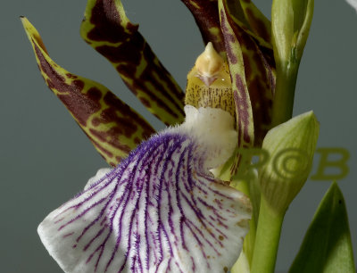 Zygopetalum crinitum