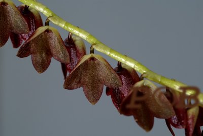 Stelis nexipous