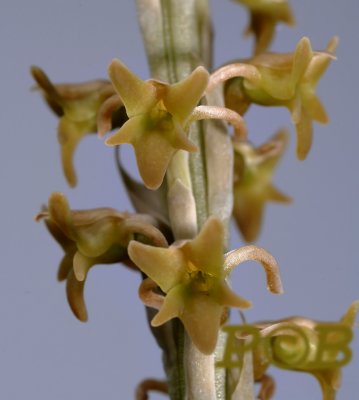 Malaxis sp. flowers 1 cm
