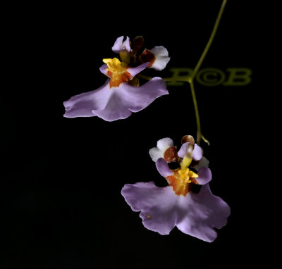 Oncidium sp.  flowers 3 cm