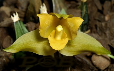 Lycaste bradeorum