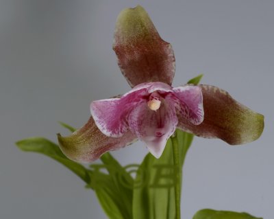 Lycaste brevispatha