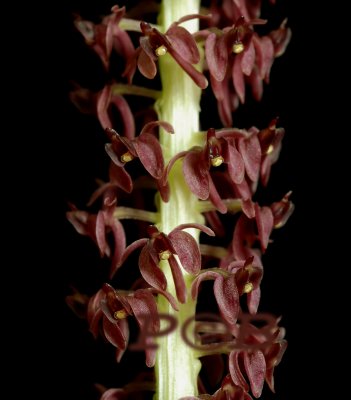 Malaxis latifolia, close