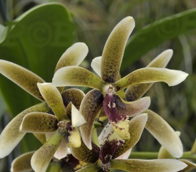 Dendrobium munificum, New Caledonia