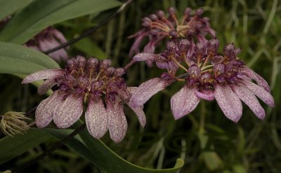 Bulbophyllum pulchellum