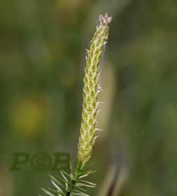 Stekende wolfsklauw sporenaar, Lycopodium annotinum