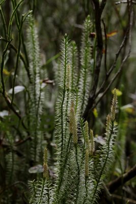 Stekende wolfsklauw, Lycopodium annotinum