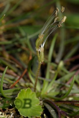 Oeverkruid, Littorella uniflora