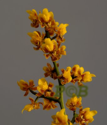 Oncidium pumilum