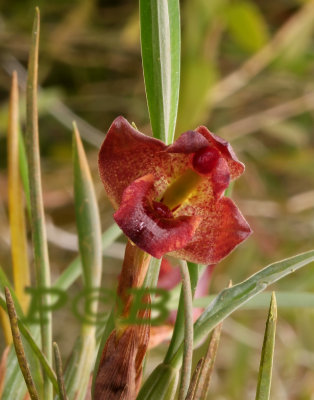 Maxillaria sp. flower 2 cm across