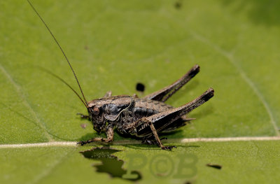 Sprinkhaan, 2½ cm