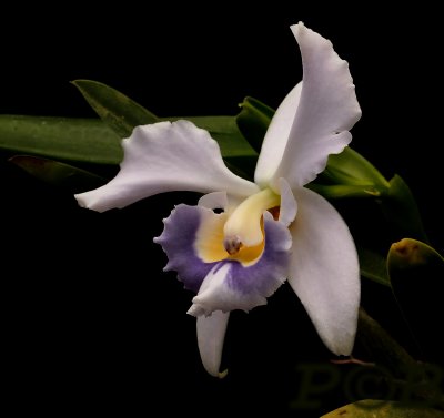 Cattleya pumila 'coerulea'  different clone