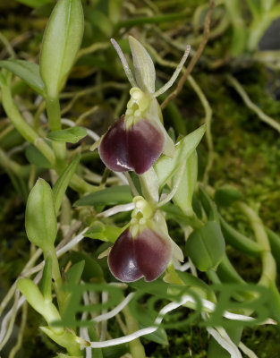 Epidendrum peperomia