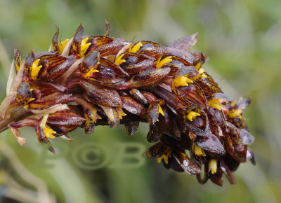 Bulbophyllum careyanum, dark