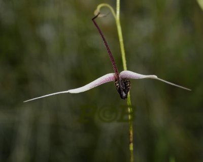 Scaphosepalum