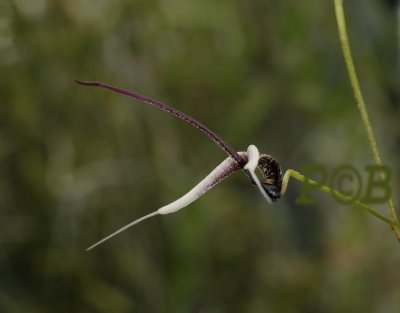 Scaphosepalum