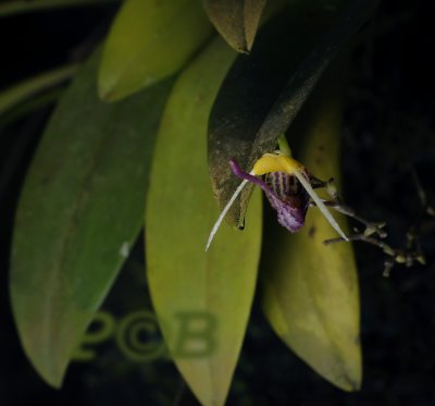 Scaphosepalum, 1 cm across