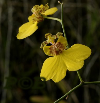 Oncidium varicosum