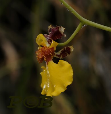 Oncidium spec.