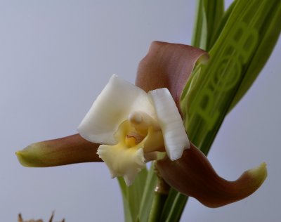 Lycaste measuresiana