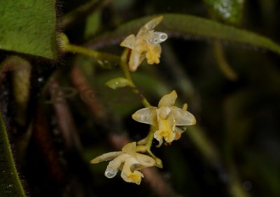Eria ferox, flowers 0.8 cm