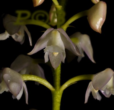 Polystachya mauritiana, flowers 0.8 cm