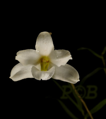 Dendrobium auriculatum