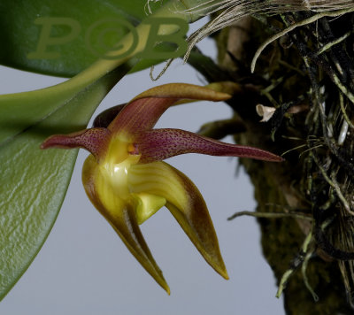 Bulbophyllum copelandii, 3 cm