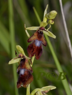 Vlieg, Ophrys insectifera