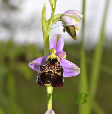 Ophrys fuciflora 