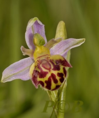 Ophrys apifera var. botteronii