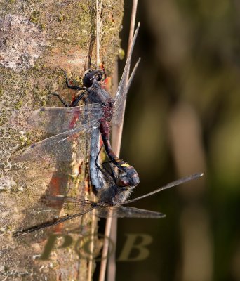 Paringswiel gevlekte witsnuit, Leucorrhinia pectoralis