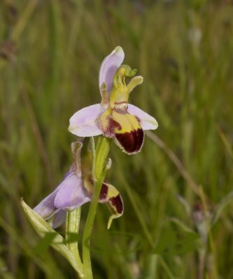 Ophrys apifera var. belgarum forma bicolor, Nederland