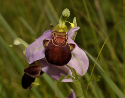 Ophrys apifera var. Fulvofusca, locatie vernield door Rijkswaterstaat