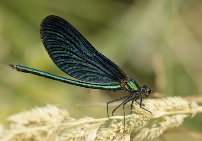 Bosbeek man, Calopteryx virgo