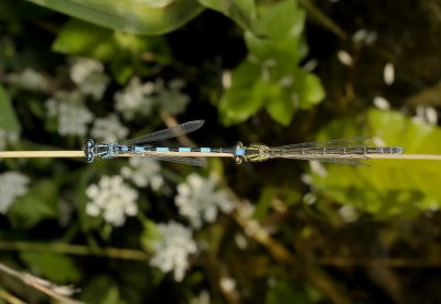 Mercuurjuffer tandem, Coenagrion mercuriale