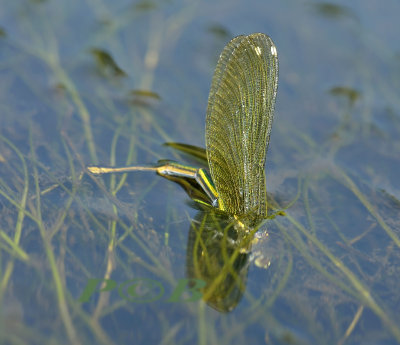 Splendens vrouw ei-afzetten