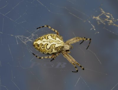 Eikenblad spin, Aculepeira ceropegia