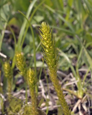 Dwerg wolfsklauw, Selaginella selaginoides