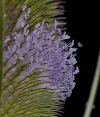 Kaardebol, Dipsacus fullonum syn, Dipsacus sylvestris