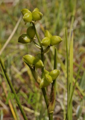 Veenbloembies, Scheuchzeria palustris