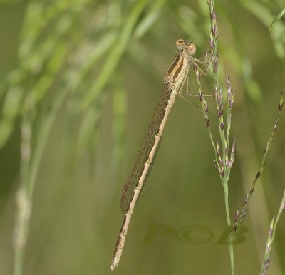 Bruine winterjuffer man jong, Sympecma fusca