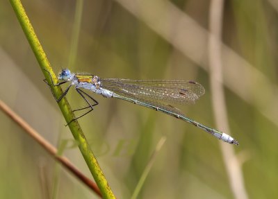 Gewone pantser man, Lestes sponsa