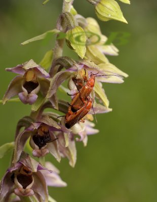 Rode soldaatjes op Epipactis